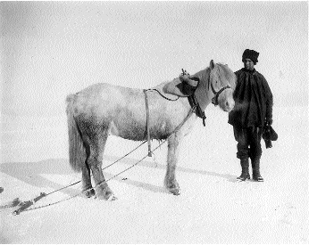 With his pony, ‘Bones', on the same expedition. (Scott Polar Research Institute, Cambridge)