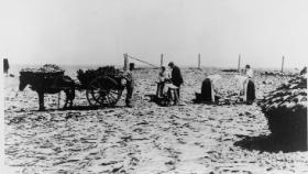 Not Connemara, Co. Galway, but a pony and creel collecting dried fish near St John’s. (Provincial Archives of Newfoundland and Labrador)