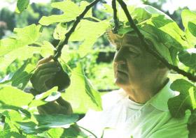 The Gardener of Glenstal 1