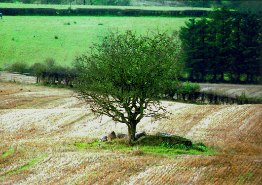 The thornbush at Leacht Abhartach (Abhartach's sepulchre) from which the townland of Slaughtaverty, County Derry, takes its name. (Paul Nash)