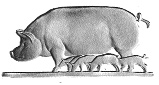 pig