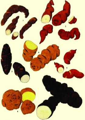 Various species of Solanum tuberosum that originally grew wild in Central and South America. (Franz Frey) 