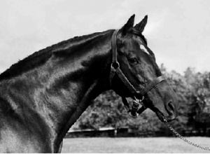 Above: The racehorse Nasrullah, which in 1950, the year after the IDA was established, realised 20% of Ireland’s overseas earnings when exported to North America. (Claiborne Farm)