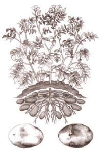 In ‘The food of the Irish’ Wilde more or less accurately described the daily fare of more than half of the country’s pre-Famine population of 8.5 million: potatoes and buttermilk. (Robert Ballagh) 