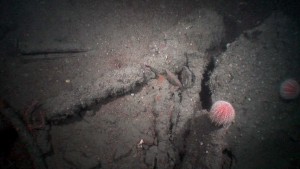 One of several ‘hedgehog’ mines (many unexploded) left scattered around the Lusitania wreck in the wake of British Navy ‘depth-charge practices’ in the 1950s. (Eoin McGarry)